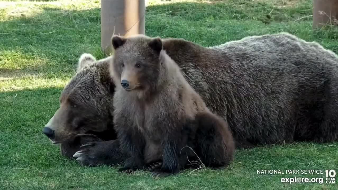 Little bear chill out with mother bear