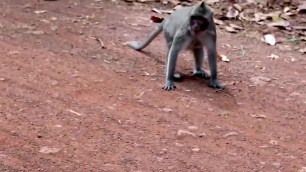 fake lion and tiger prank to dog