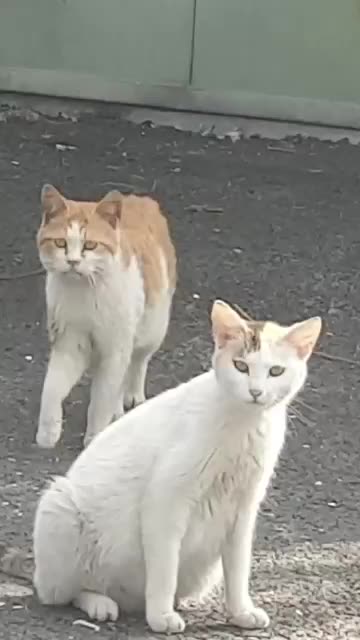 Very funny Cat video. So cute cat