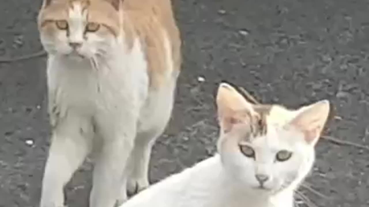 Very funny Cat video. So cute cat