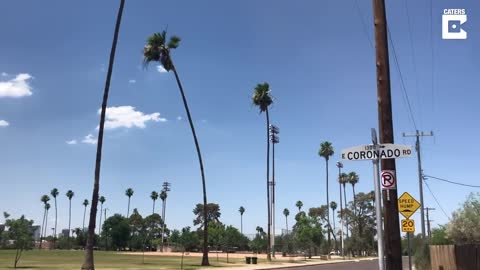 Dust Devil Shakes Palm Trees