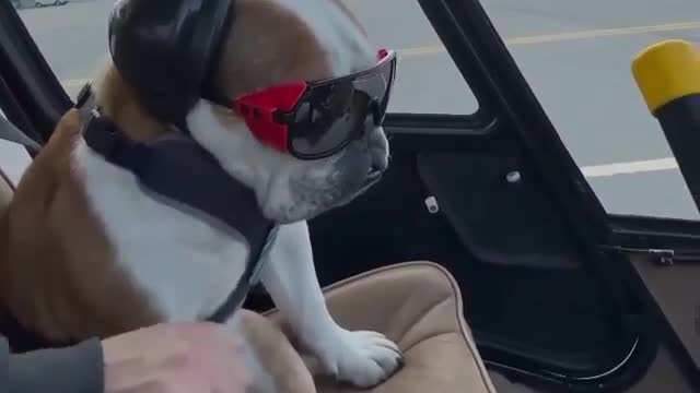 The dog is enjoying the plane ride