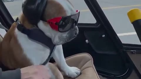The dog is enjoying the plane ride