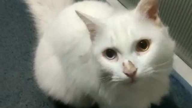 cute cat looking for his daddy... <3