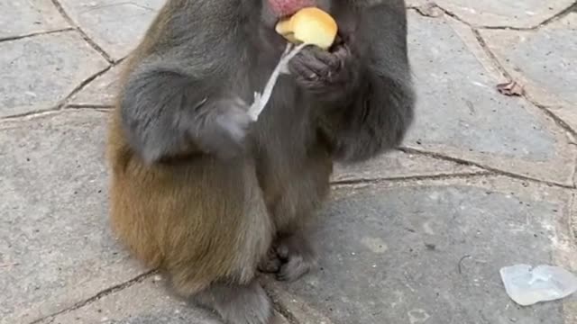 Cute monkey asks tourists for bread