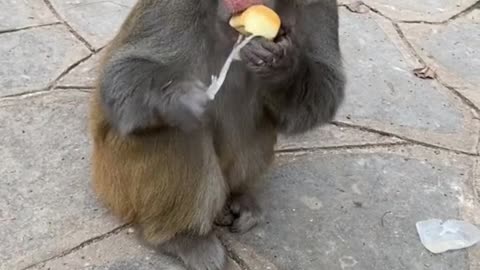 Cute monkey asks tourists for bread