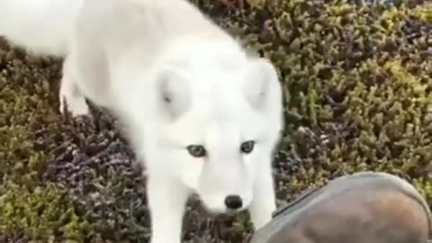 White fox