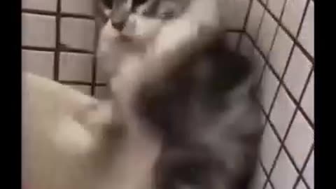 Lovely baby cat