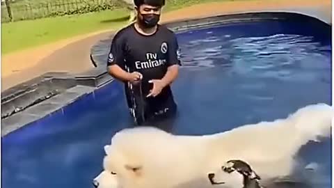 A Funny dog