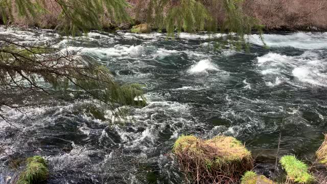 The Sun Shining on Roaring Metolius River – Central Oregon