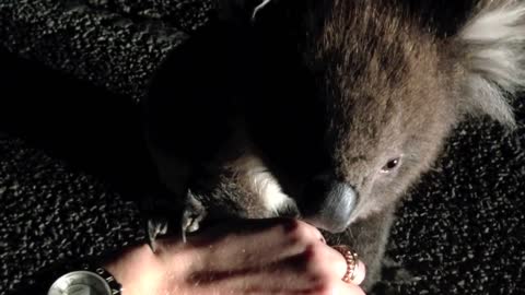 Koala Needs Help Crossing The Road