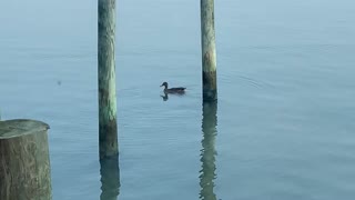 Ducks outside our vaca spot