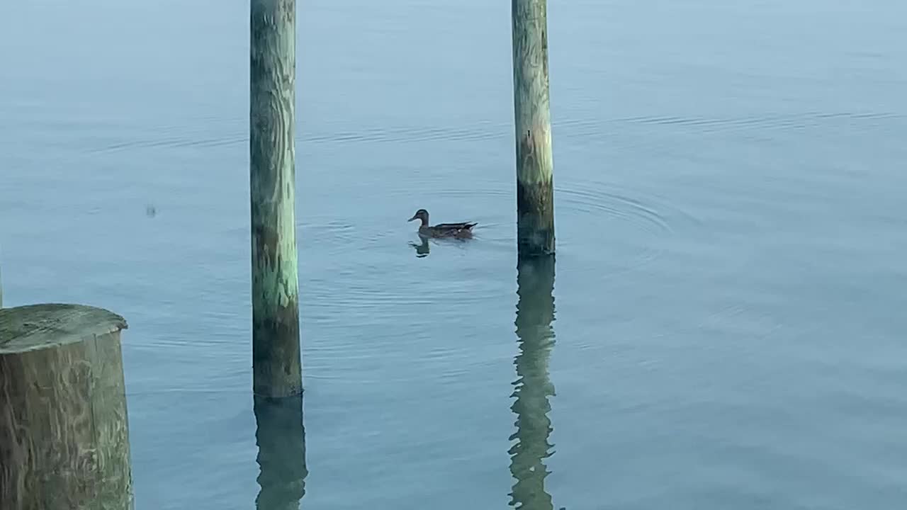 Ducks outside our vaca spot