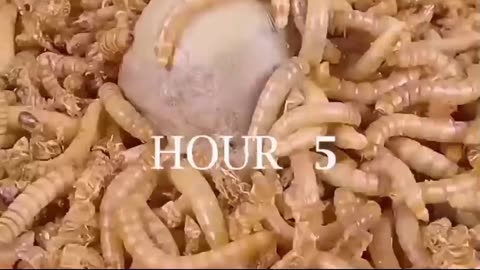 Mealworm Vs Patao 😱