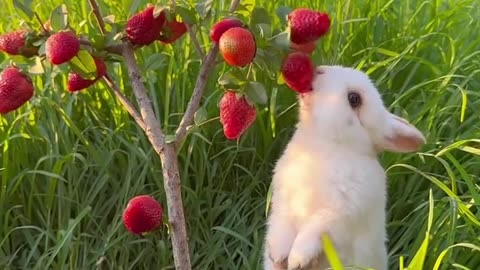 The rabbit looks so beautiful eating strawberries.