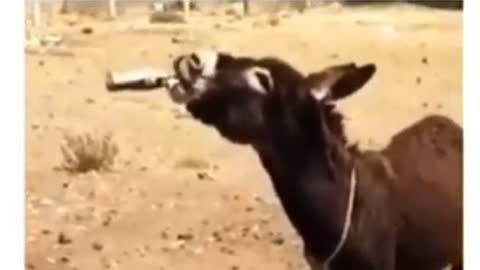 Drunk Donkey Funny Video!!!