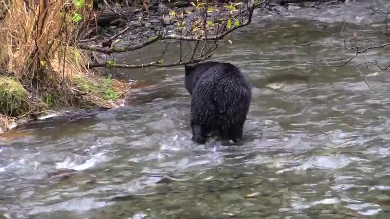 black bear hunts from a river