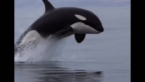 Go Willy, Go!