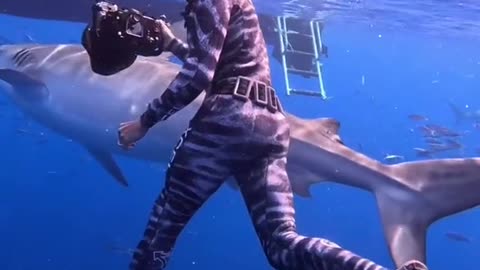 This is shark ID Riley aka “The King,” and is the largest and only