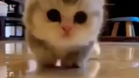 Funny cat