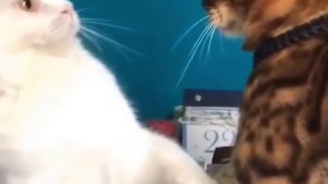 FUNNY CAT VIDEOS | CATS ARE AWESOME 2021