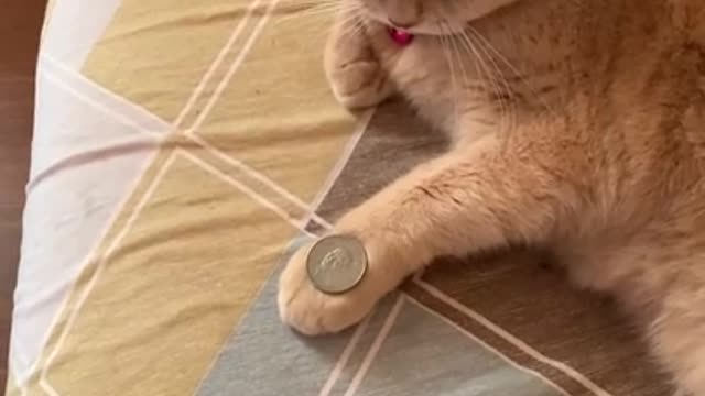 Cat Mimics Owner's Coin Trick ||