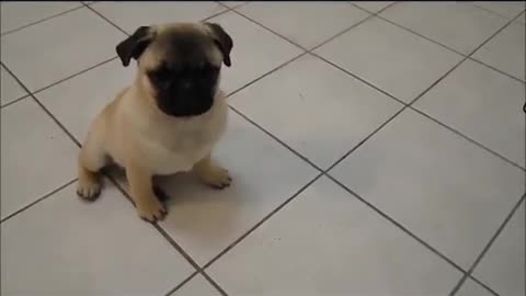 Pug puppy plays dead