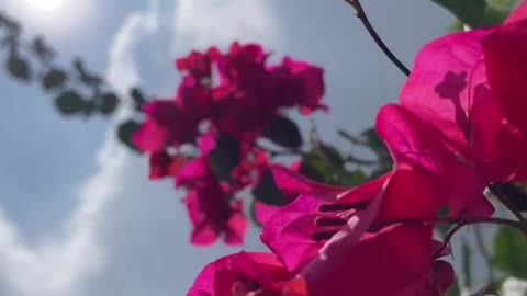 Red Flowers