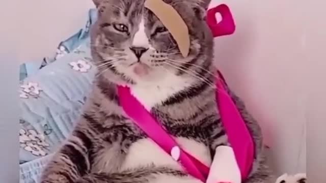 This poor cat made an unfortunate accident