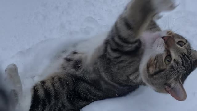 Playful Cat Makes Measuring Impossible