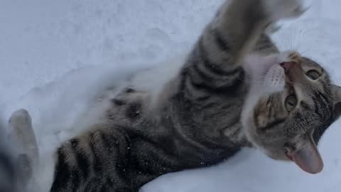 Playful Cat Makes Measuring Impossible