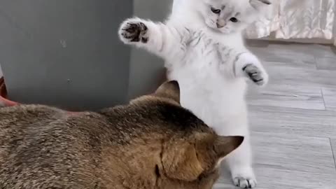 Why does one cat attack another?