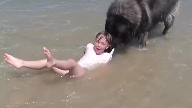 Dog saves hits little girl from the ocean