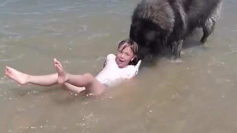 Dog saves hits little girl from the ocean