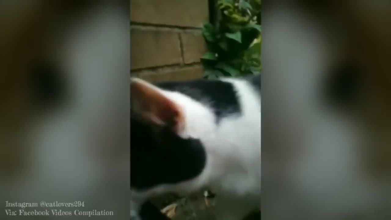 Funny Cat Videos🐱🐱😂😂