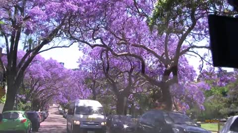 Jacaranda Season in Sydney Spring