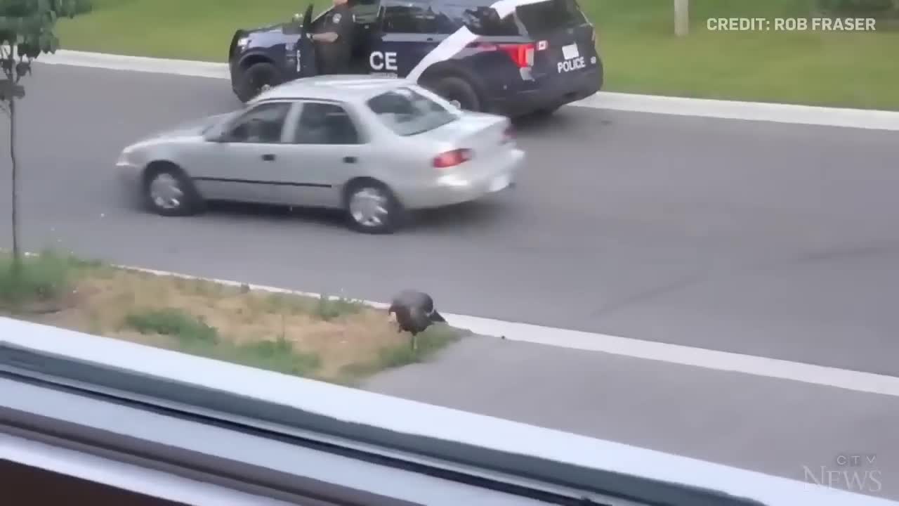 WATCH: Wild turkey faces off against Canadian police officer