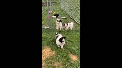 Funny Videos Animal