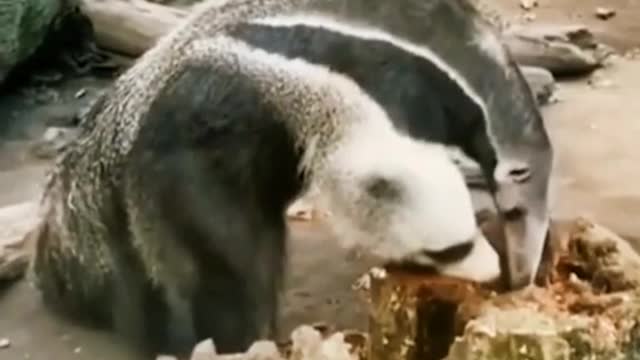 Do you know what animals is this !😱😱