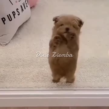 These dogs have got some serious dance moves! 🐶💃