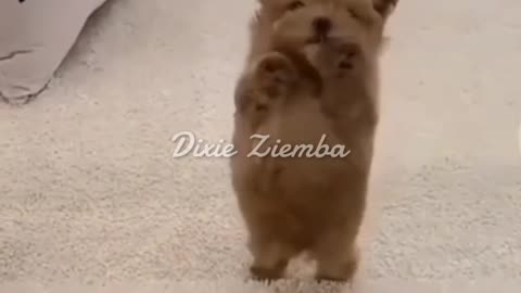 These dogs have got some serious dance moves! 🐶💃