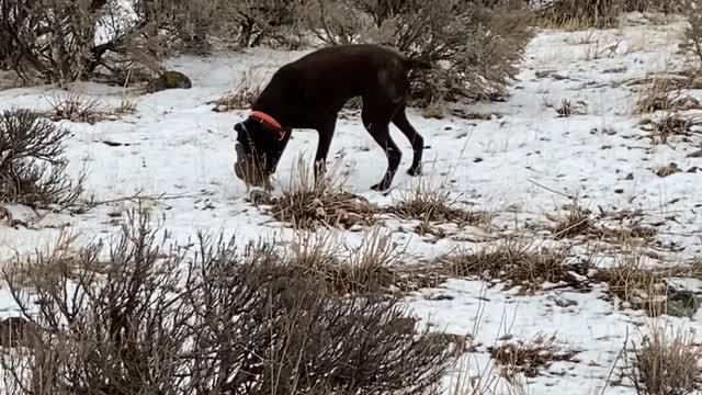 This is Why They're Called Pointers and Not Retrievers