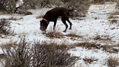 This is Why They're Called Pointers and Not Retrievers