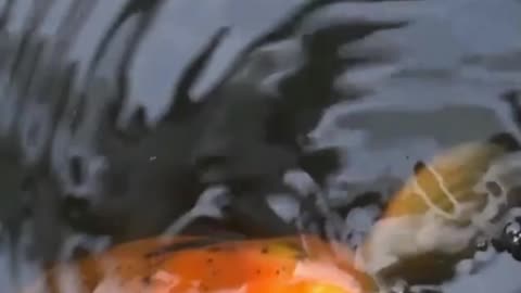 Lovely Fish