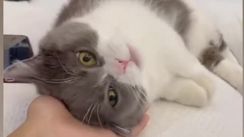 Affordable Cat Videos