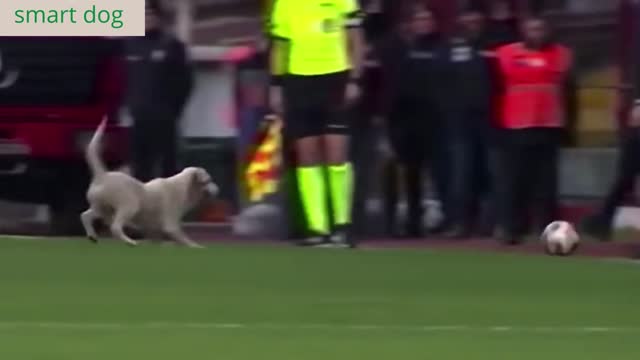 Dog Interruption:- How a Dog Stopped a Football Match