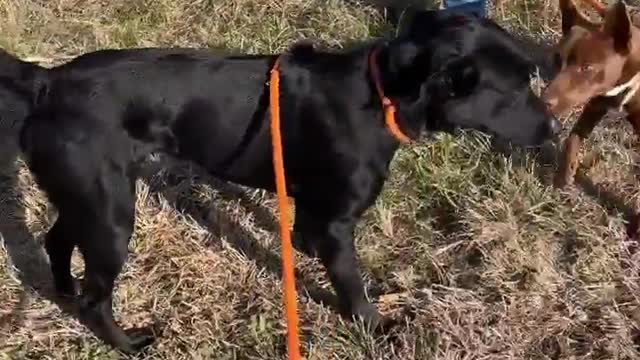 #16 Male black lab #40 White Female GSD #43 Female Red Terrier Jan2022