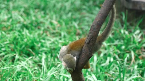 Lemur on a Tree Branch