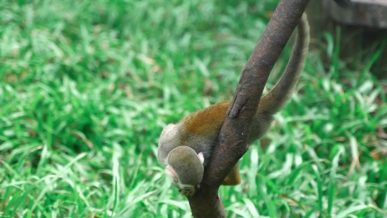 Lemur on a Tree Branch