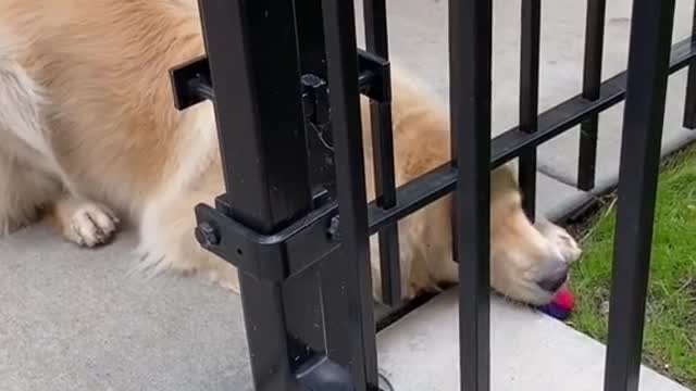 If you think goldens are smart, you are wrong.